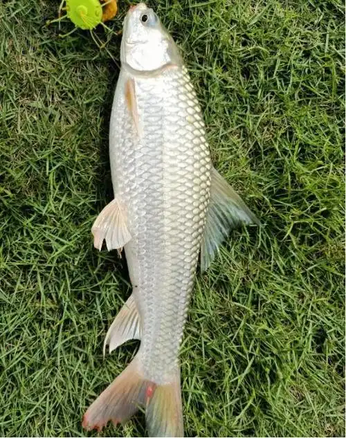 入侵物种麦鲮鱼因为酷似草鱼竟在南方水域潜伏了40年