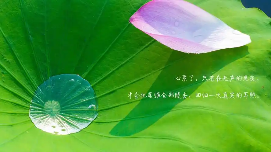 一个人心累了伤感带字图片,非主流-回车桌面