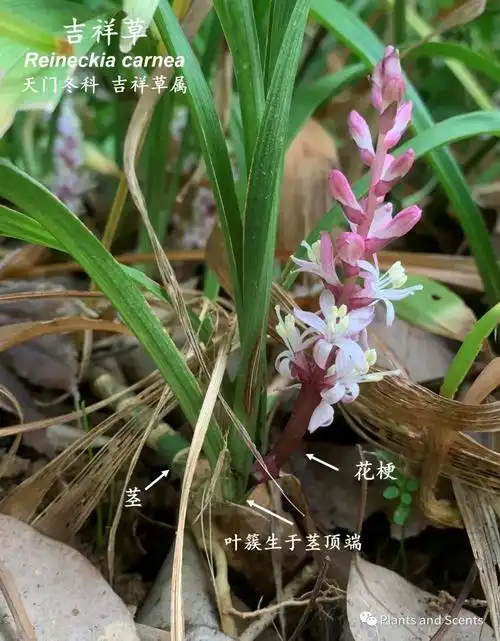 吉祥草chineseluckygrass