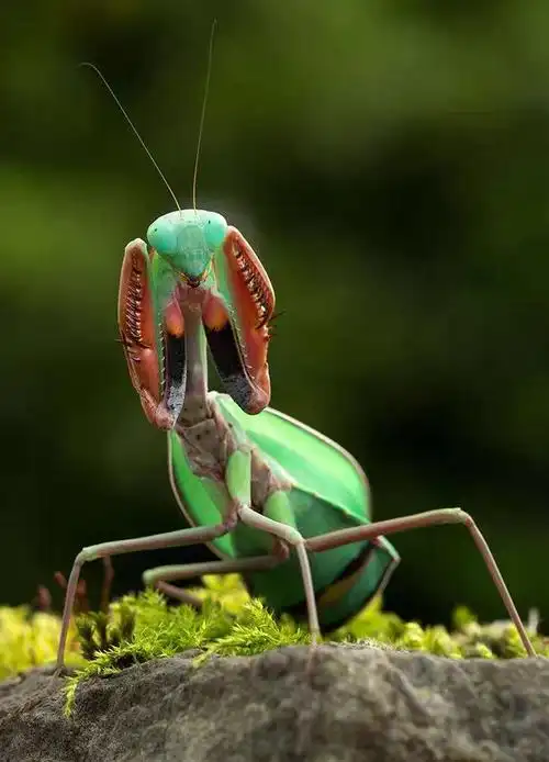 兰花螳螂中华大刀螳螂活体幼体刺花非洲大魔花兰花莱姆绿眼斑幽灵螳螂