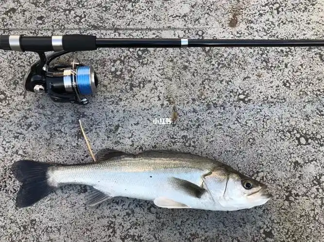 钓鱼海鲈鱼你怎么了