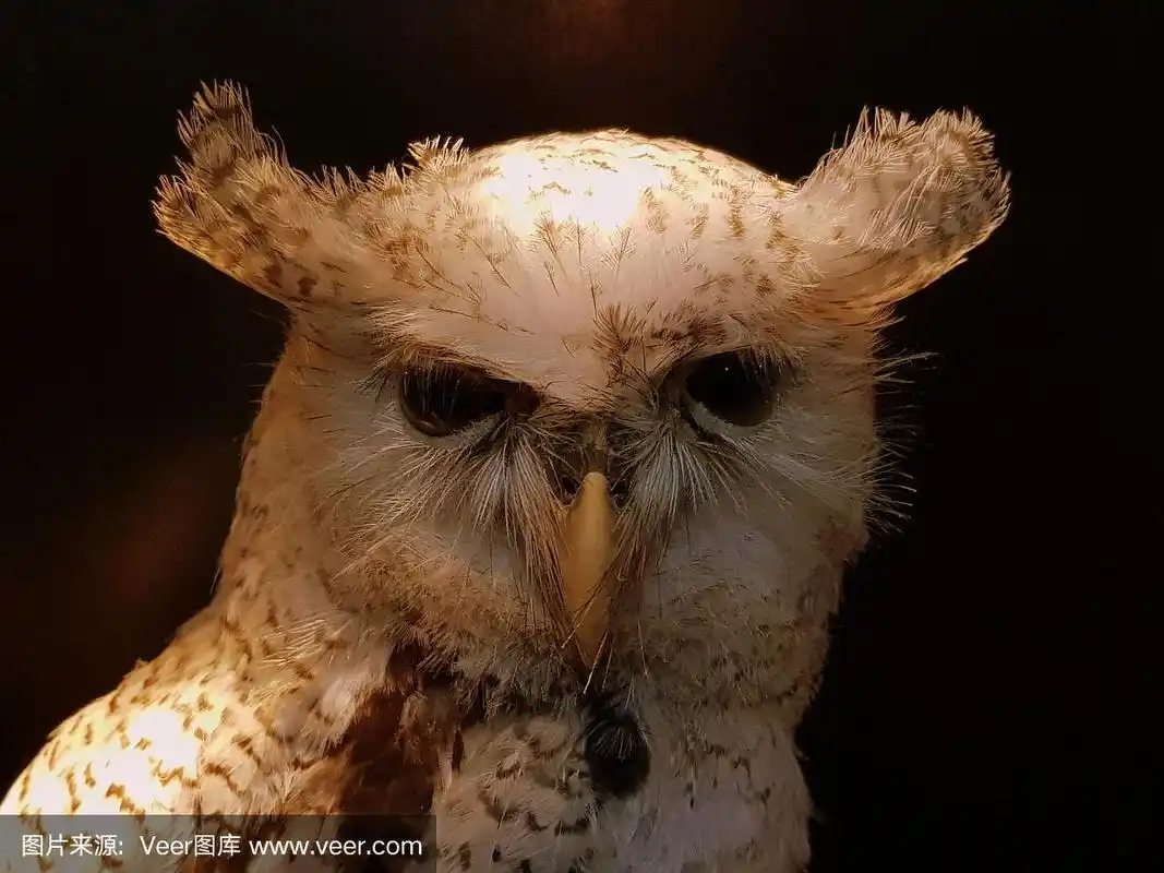 猫头鹰,鸟类,鬼,夜晚,自然