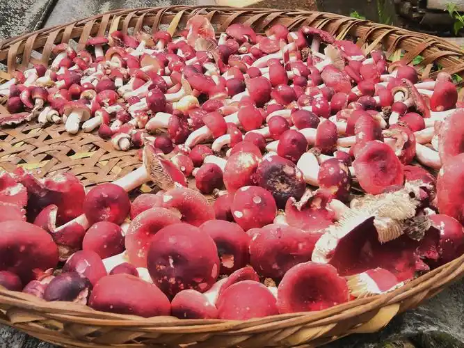 开善乡红菇撑开致富伞农户喜赚生态钱