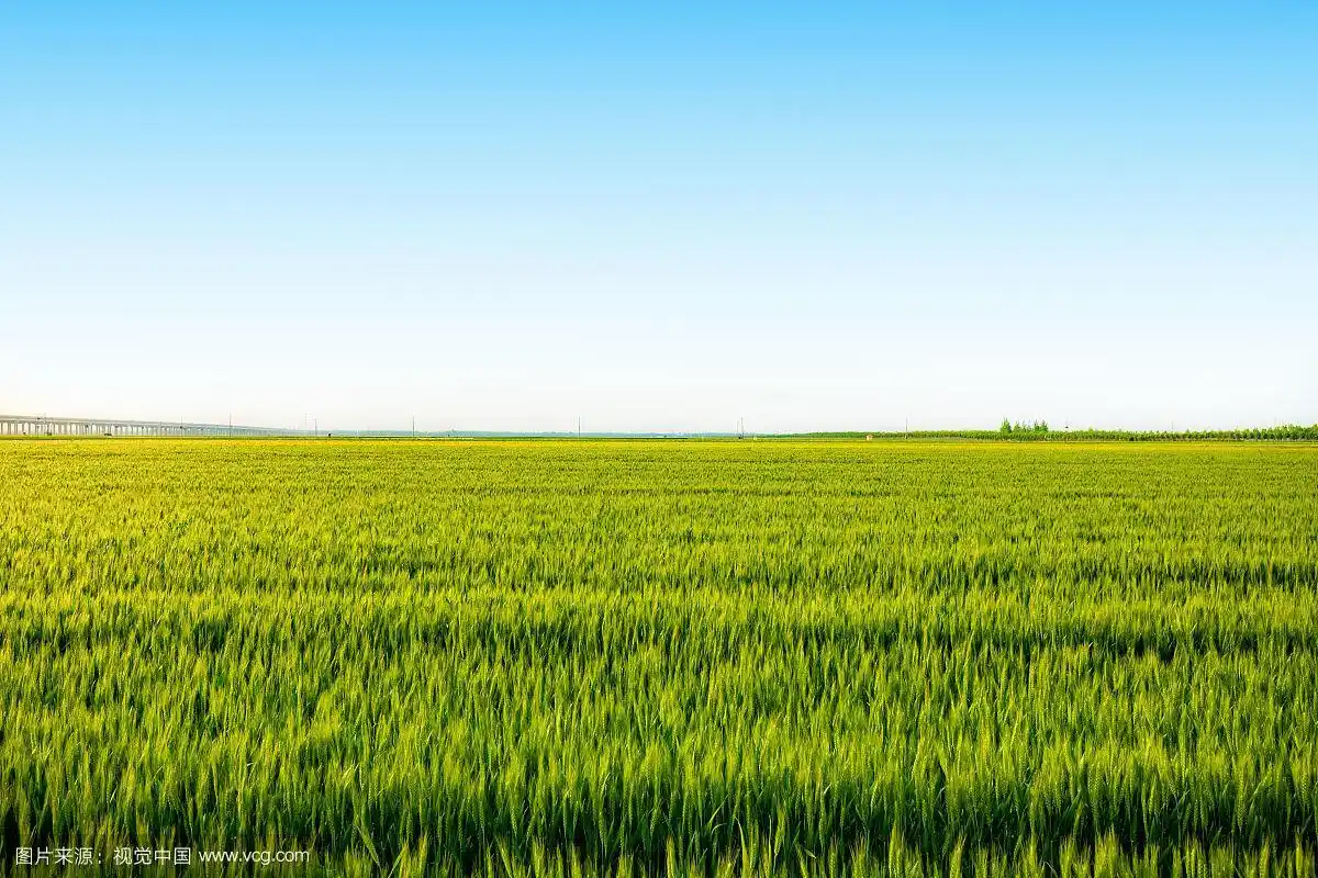 河南郑州夏天农田风光