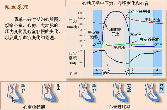 等容收缩期(isovolumic contraction phase)为心室收缩期的第一个