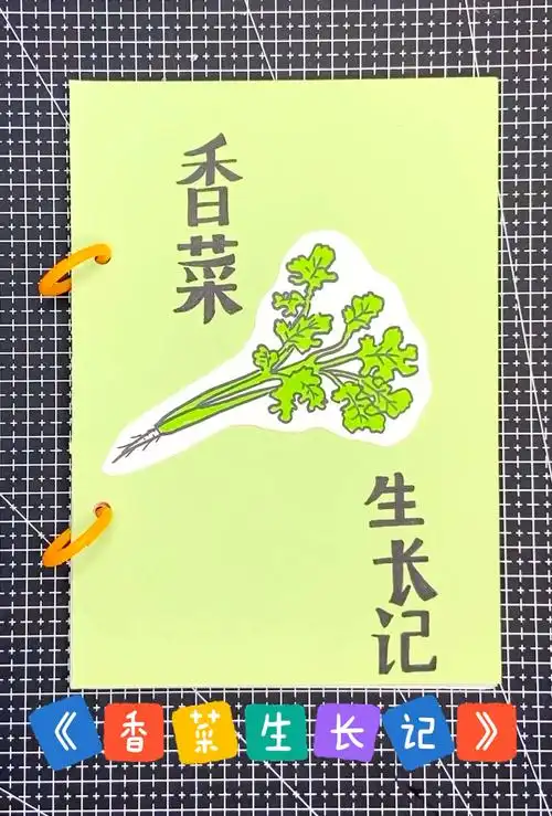 香菜生长记
