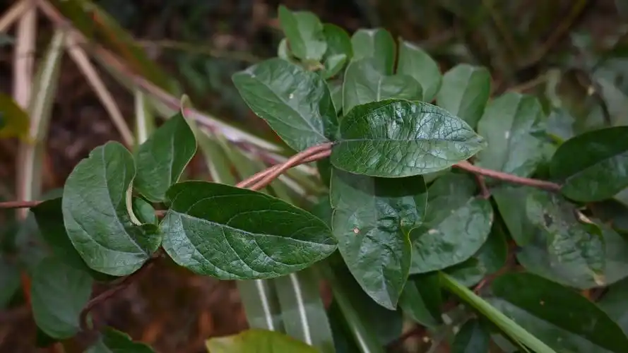 "忍冬藤"是一种怎样的植物?农村人生活中常用到,建议收藏!