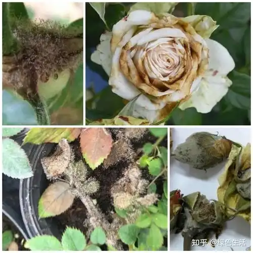 病虫害图鉴月季常见病虫害