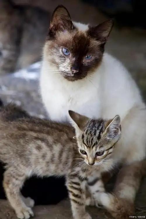 爱宠记 铲屎官 新手养猫 你了解猫界水貂—东奇尼猫吗?