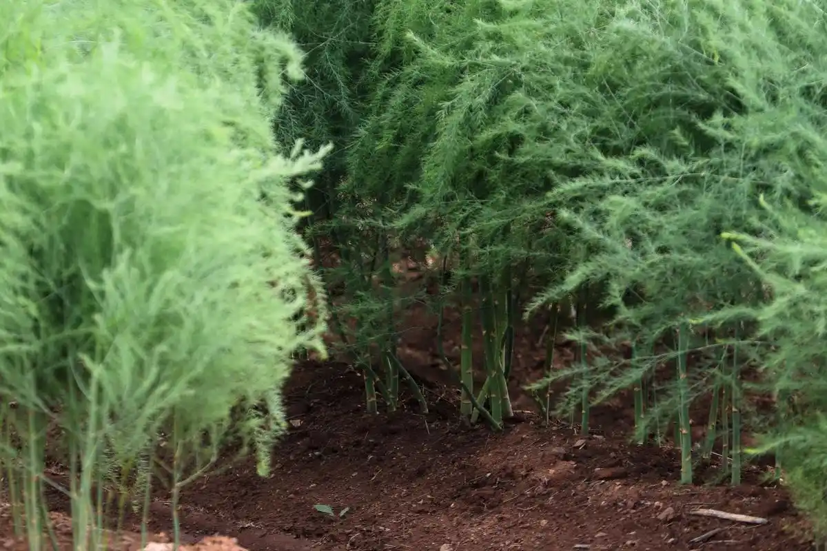 芦笋- 优质问答专区