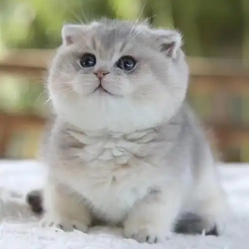 纯种血统英国短毛猫英短蓝金渐层活体宠物猫幼猫咪