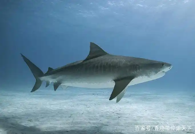 虎鲨,被誉为"海中老虎",非常的凶猛