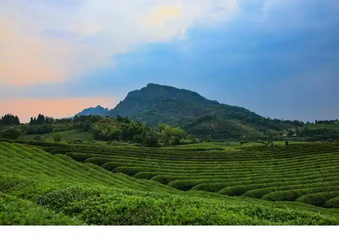 茶山清秋_风景_poco摄影,瞰见秋天