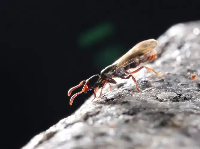 长着翅膀的蚂蚁