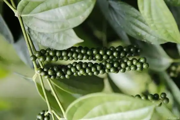 黑胡椒:piper nigrum,是胡椒科胡椒属的一种开花藤本植物,又名黑川,原