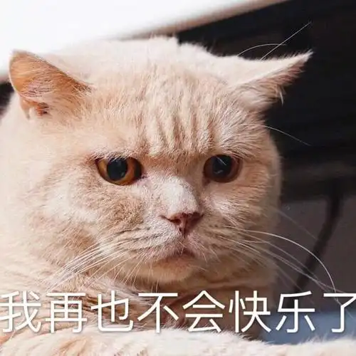 我再也不会快乐了(猫咪)_猫咪_再也不会_快乐表情