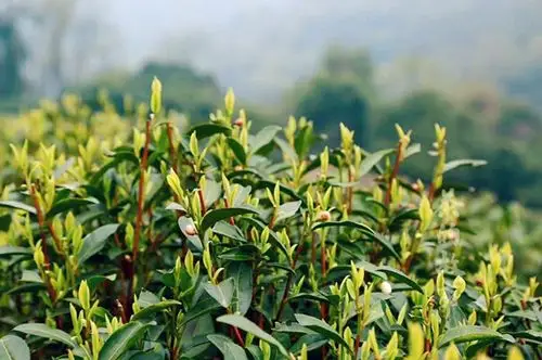 竹山新茶香飘天下!
