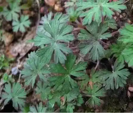 每日一药|伸筋草