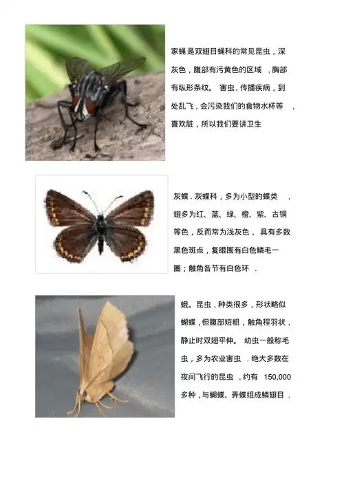 十种昆虫的图文介绍打印