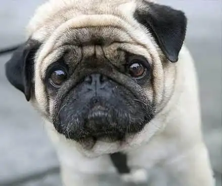 萌宠#worlds saddest dog 世界最忧伤的狗