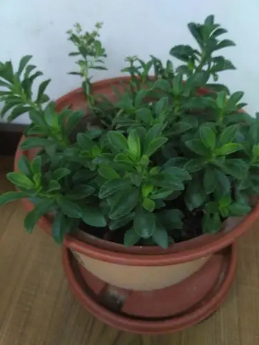 三七菜既能观赏,亦可做美味.