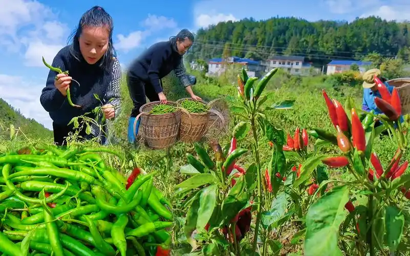 立冬后山里气温骤降,洋子紧急帮忙采摘辣椒,赶集摆摊一抢而空!