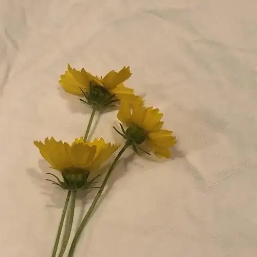 朋友圈背景图 手机壁纸 鲜花 意境图片 ins风简约风格