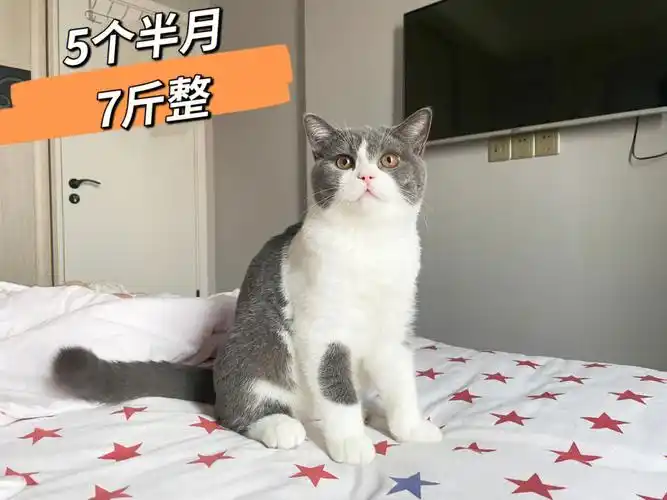 但脸盘子还不是很大啊,让人担忧96#猫咪  #蓝白  #英短蓝白