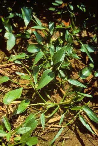 鸭舌草词条图册_百度百科