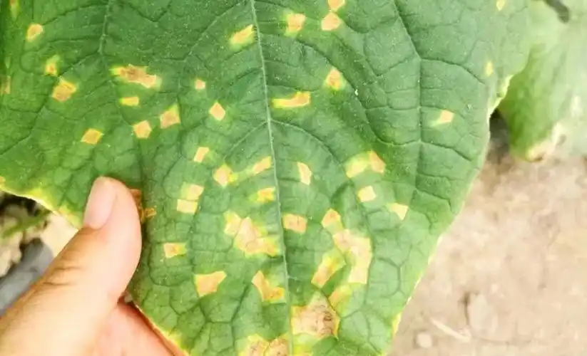 大棚黄瓜靶斑病和角斑病有区别不要傻傻分不清