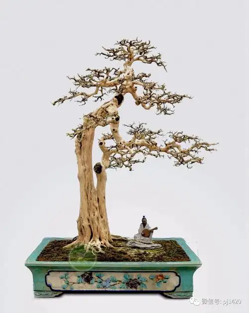 据说盆景高境界是这样的