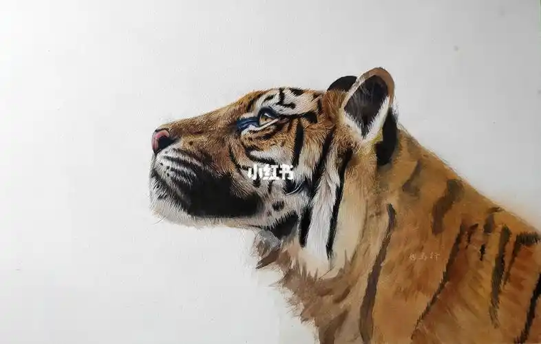 彩铅画老虎教程步骤 彩铅画老虎教程步骤凶猛