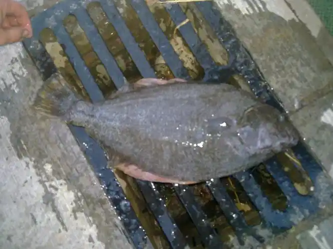 这个是什么鱼?一面是黑色的,一面是白色的.怎么做呢?