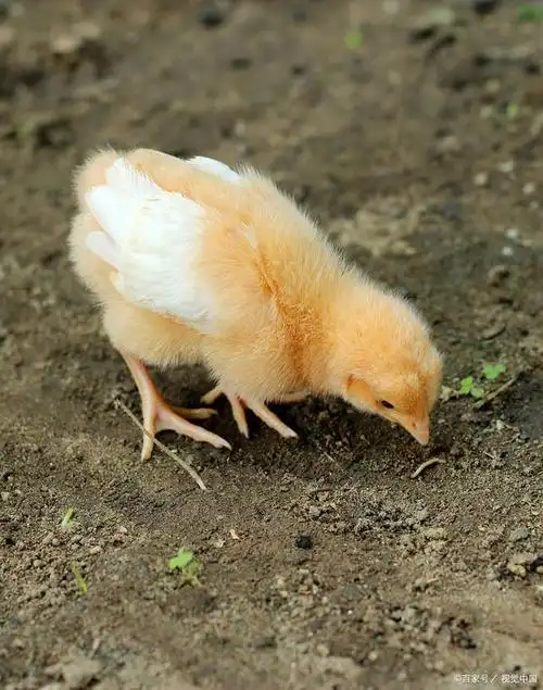 小鸡是这样吃虫子的