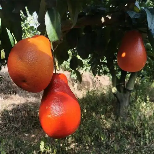 红皮黄肉葡萄柚苗哪里有-平和正达蜜柚苗场