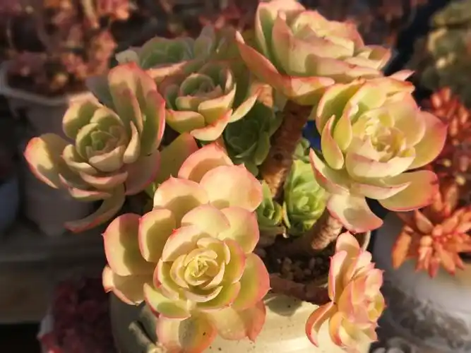 多肉园里忆故人:愿每一个灵魂,都能温暖栖息