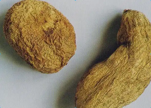 中药材 植物原材药 根茎类 金果榄 根茎类药材