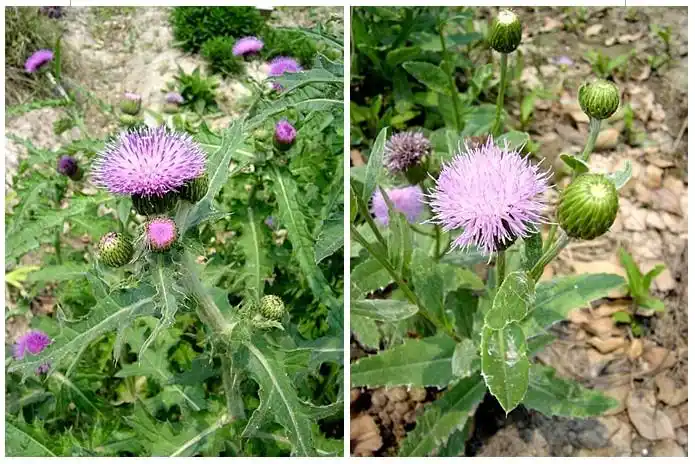 大蓟和小蓟的区别: 叶子裂口的是大蓟,完整的是小蓟.