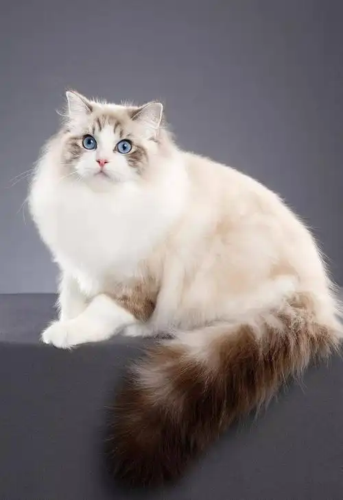 猫宫庄园61cfa和tica布偶猫品种标准