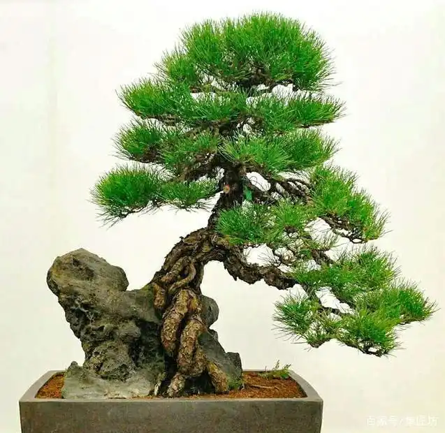 冬病夏治,减少松类盆景真菌病虫害,黑松盆景夏季养护方案!
