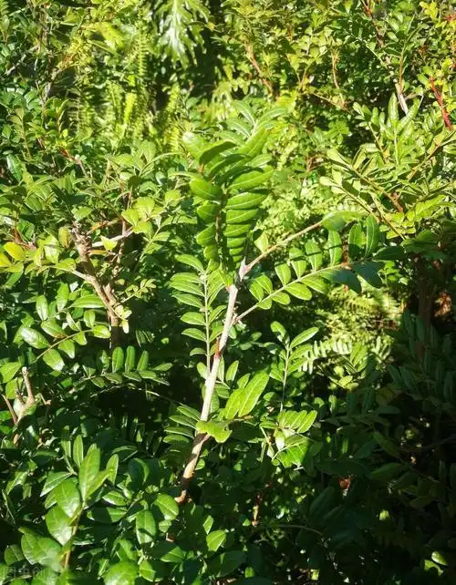 俗称香叶树,能自然散发清香,遇见了别错过