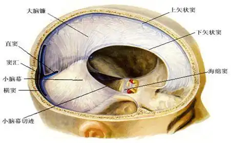 脑垂体瘤症状_脑垂体瘤好治