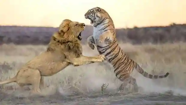 老虎战狮子老虎vs狮子