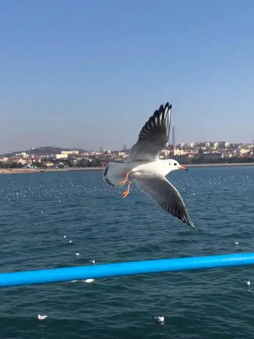 seabird请问我可以走了吗