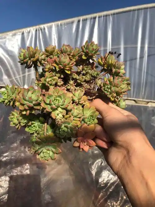 多肉植物 马库斯老桩 办公室防辐射美观趣味盆栽