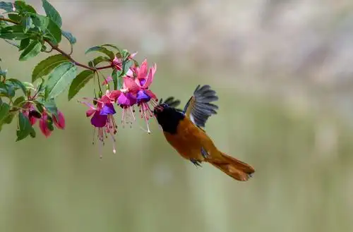 春天来了,鸟语花香.