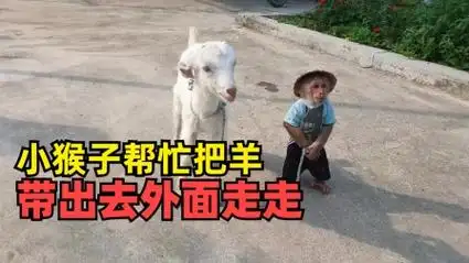 小猴子帮忙把羊带出去外面走走,然而就被羊拖着来走,回头就骑着