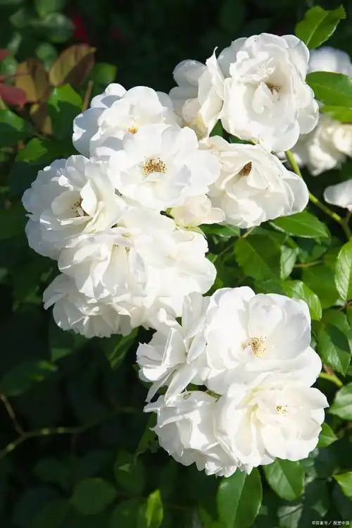 精致优雅的白蔷薇,寓意丰富,传递美好