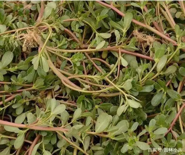 美味野菜——马齿苋