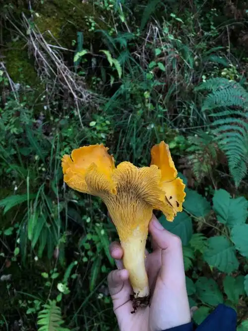 找到比手大的鸡油菌chanterelle